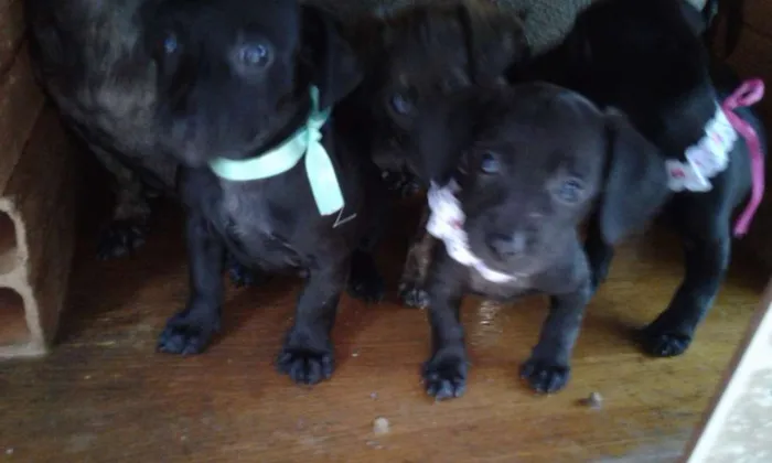 Cachorro ra a  idade 2 a 6 meses nome Não tem