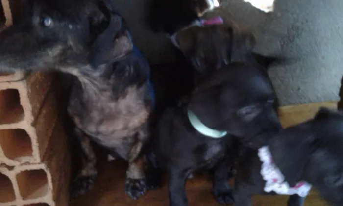 Cachorro ra a  idade 2 a 6 meses nome Não tem