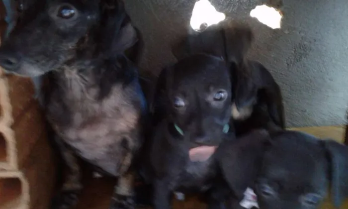 Cachorro ra a  idade 2 a 6 meses nome Não tem