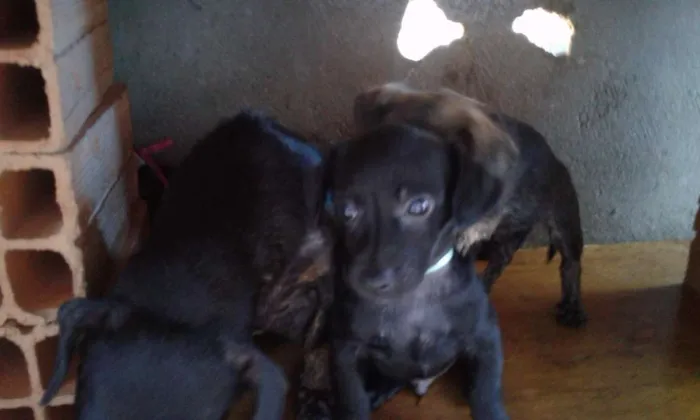 Cachorro ra a  idade 2 a 6 meses nome Não tem