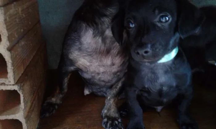 Cachorro ra a  idade 2 a 6 meses nome Não tem