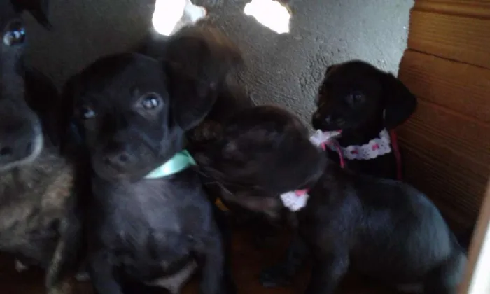 Cachorro ra a  idade 2 a 6 meses nome Não tem