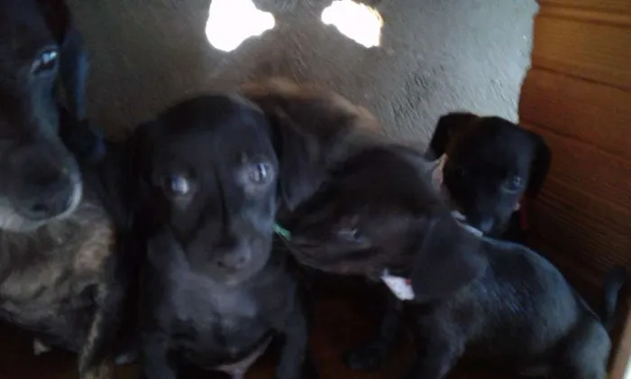 Cachorro ra a  idade 2 a 6 meses nome Não tem