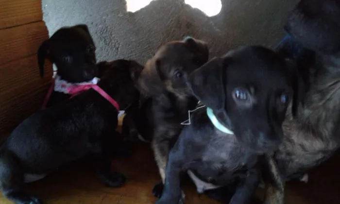Cachorro ra a  idade 2 a 6 meses nome Não tem