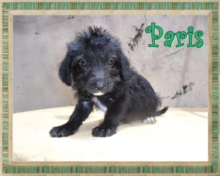 Cachorro ra a SRD idade Abaixo de 2 meses nome Paris