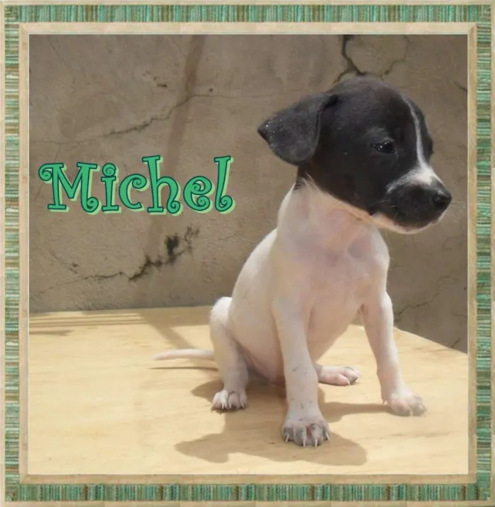 Cachorro ra a SRD idade Abaixo de 2 meses nome Michel
