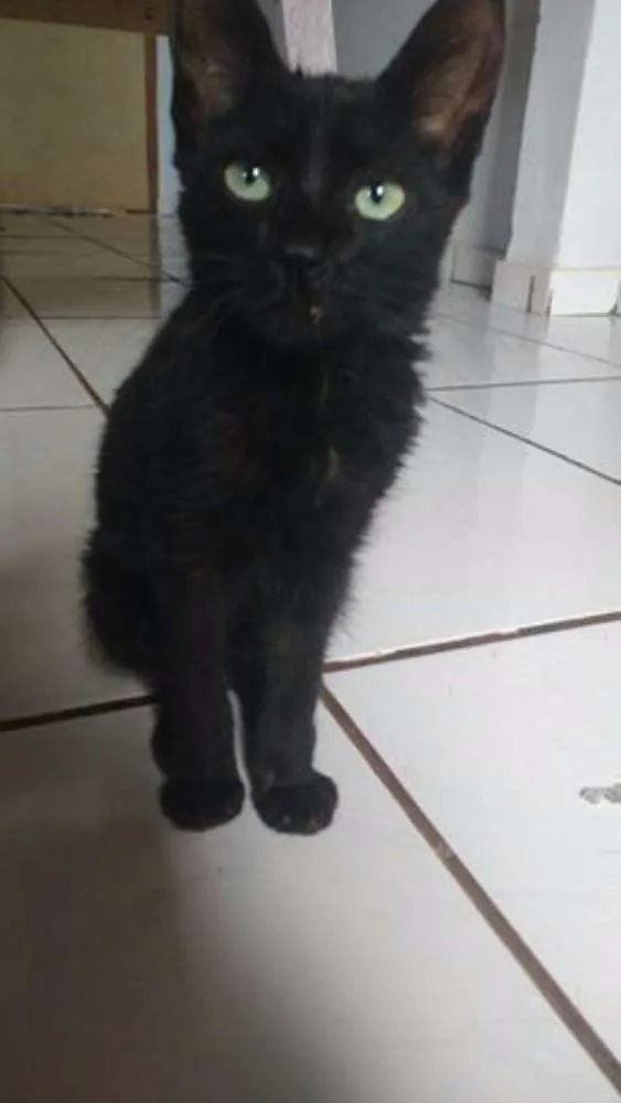 Gato ra a vira lata idade 2 a 6 meses nome pantera