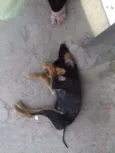 Cão de rua