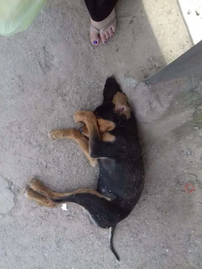 Cachorro ra a Sem raça definida idade 7 a 11 meses nome Cão de rua