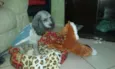 Bily