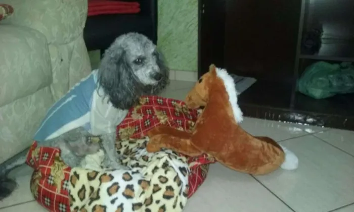 Cachorro ra a Poodle idade 5 anos nome Bily