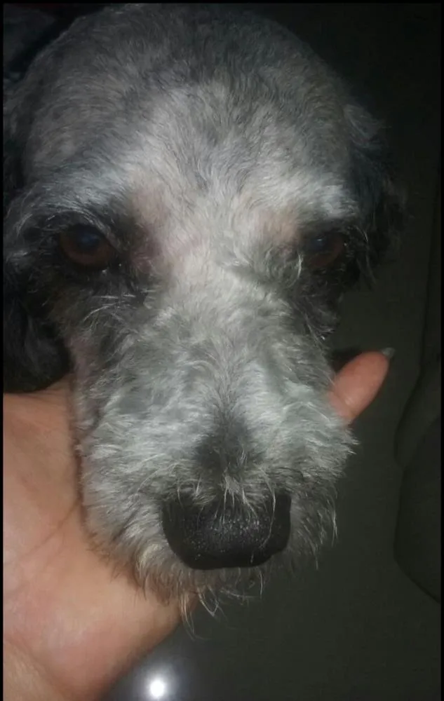 Cachorro ra a Poodle idade 5 anos nome Bily