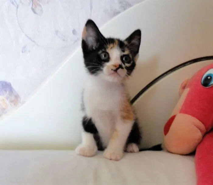 Gato ra a SRD idade 2 a 6 meses nome Scarlett