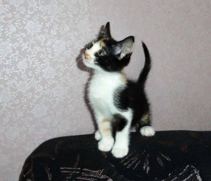Gato ra a SRD idade 2 a 6 meses nome Scarlett