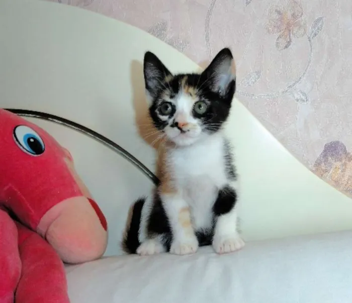 Gato ra a SRD idade 2 a 6 meses nome Scarlett