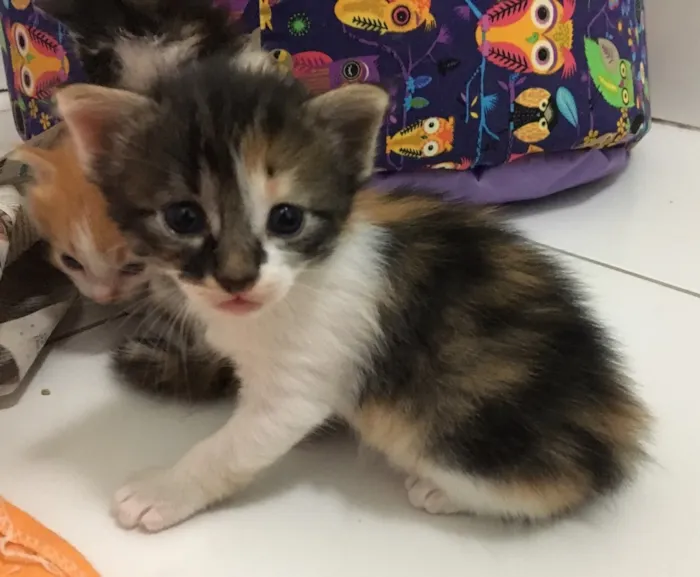Gato ra a SRD idade Abaixo de 2 meses nome Julie