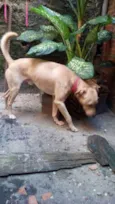 Pitty