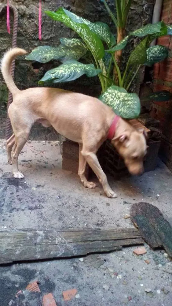 Cachorro ra a Vira lata idade 2 anos nome Pitty