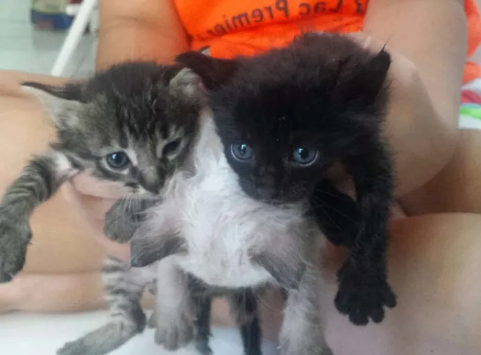 Gato raça SRD idade Abaixo de 2 meses nome 1, 2, 3