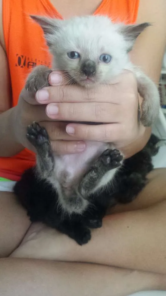 Gato raça SRD idade Abaixo de 2 meses nome 1, 2, 3