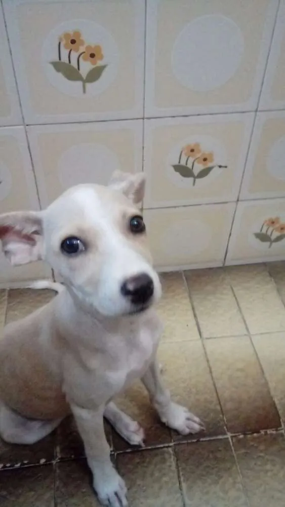Cachorro ra a Pinscher/fox paulistihna  idade 2 a 6 meses nome Bebel