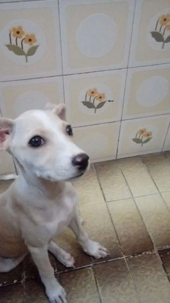 Cachorro ra a Pinscher/fox paulistihna  idade 2 a 6 meses nome Bebel