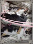 Gatinha tricolor