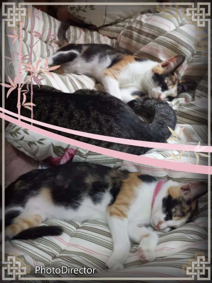 Gato ra a Srd idade 2 a 6 meses nome Gatinha tricolor