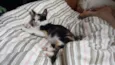 Gatinha tricolor