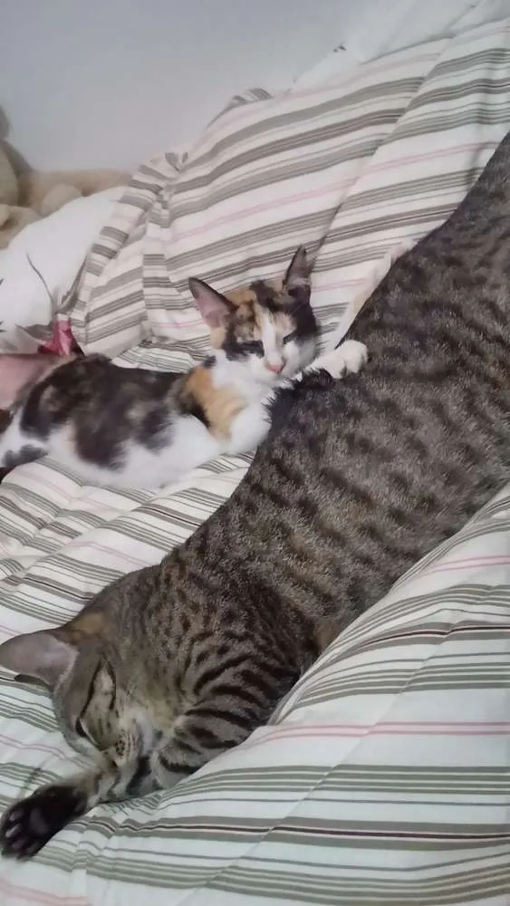 Gato ra a Srd idade 2 a 6 meses nome Gatinha tricolor