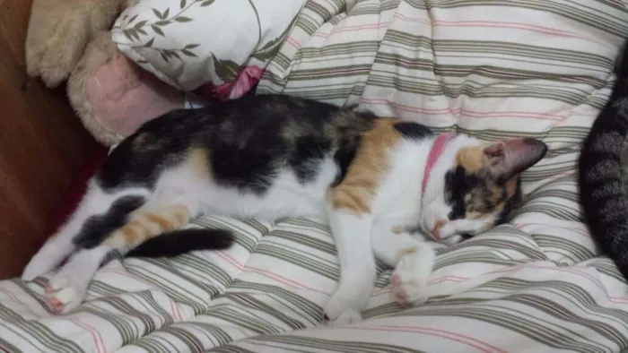 Gato ra a Srd idade 2 a 6 meses nome Gatinha tricolor