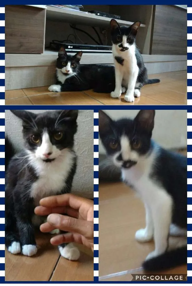 Gato ra a Indefinida idade 2 a 6 meses nome Jorge e Mateus