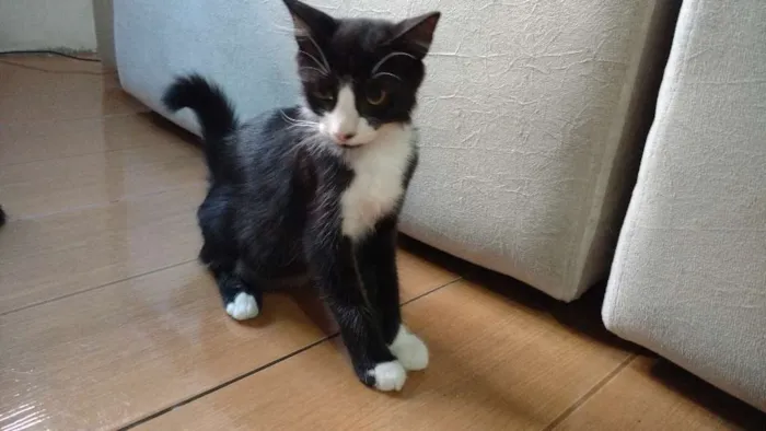 Gato ra a Indefinida idade 2 a 6 meses nome Jorge e Mateus