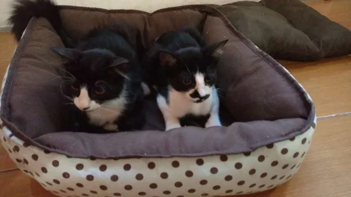 Gato ra a Indefinida idade 2 a 6 meses nome Jorge e Mateus