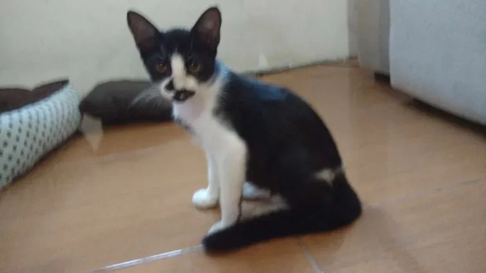 Gato ra a Indefinida idade 2 a 6 meses nome Jorge e Mateus