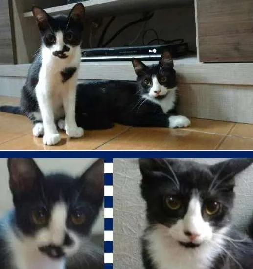 Gato ra a Indefinida idade 2 a 6 meses nome Jorge e Mateus