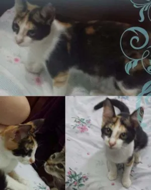 Gato raça Srd idade 2 a 6 meses nome Gatinha tricolor