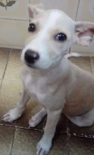 Cachorro raça Pinscher/fox paulistihna  idade 2 a 6 meses nome Bebel