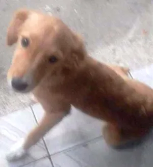 Cachorro raça Não sei idade 2 a 6 meses nome Mili