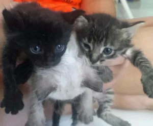 Gato raça SRD idade Abaixo de 2 meses nome 1, 2, 3