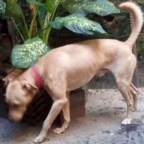 Cachorro ra a Vira lata idade 2 anos nome Pitty