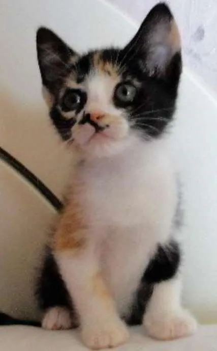 Gato ra a SRD idade 2 a 6 meses nome Scarlett
