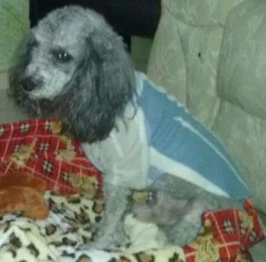 Cachorro raça Poodle idade 5 anos nome Bily