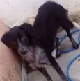 Pretinha