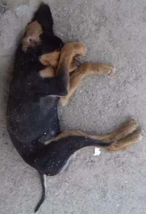 Cachorro raça Sem raça definida idade 7 a 11 meses nome Cão de rua