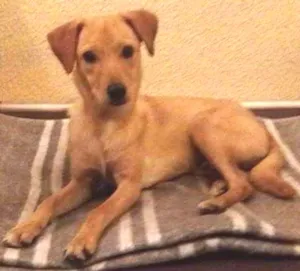Cachorro raça SRD idade 7 a 11 meses nome Paçoca
