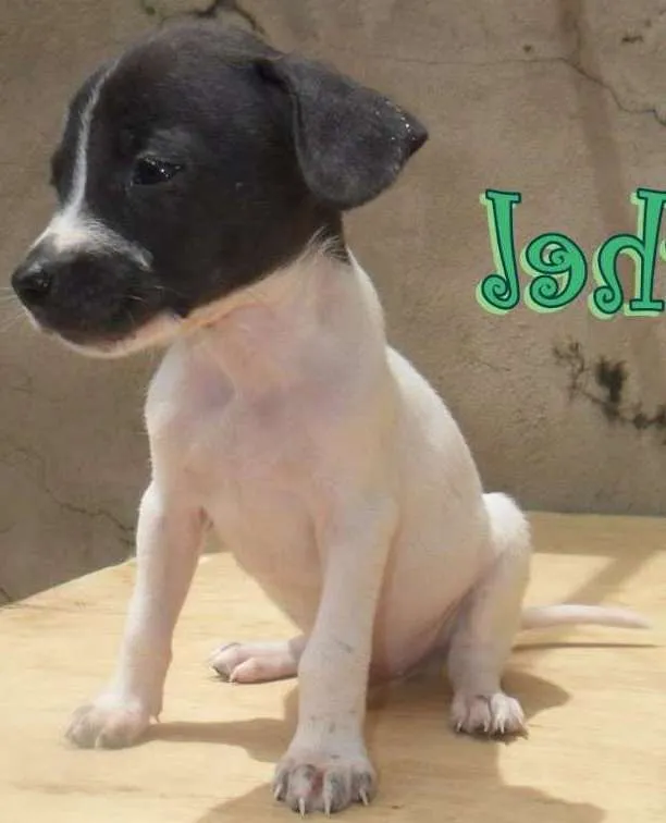 Cachorro ra a SRD idade Abaixo de 2 meses nome Michel