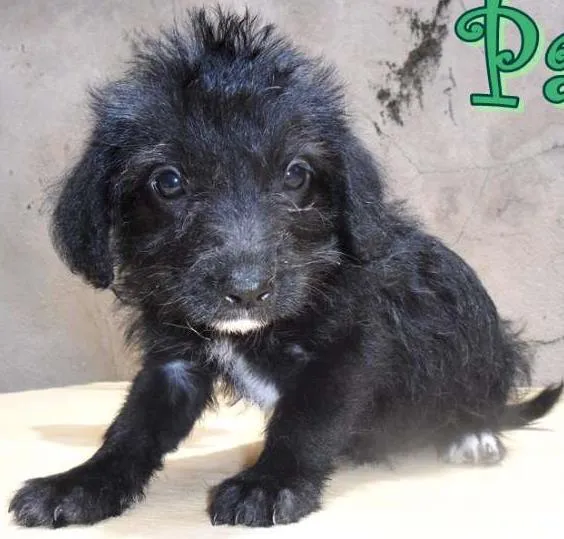 Cachorro ra a SRD idade Abaixo de 2 meses nome Paris
