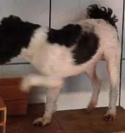 Cachorro ra a  idade 2 a 6 meses nome Não tem