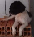 Não tem